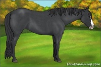Horse Color:Blue Roan Splash 