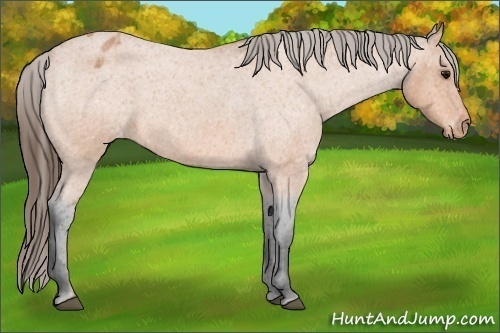 Horse Color:Bay Roan Appaloosa 