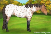 Horse Color:Bay Roan Appaloosa 