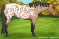 Horse Color:Bay Roan Appaloosa 