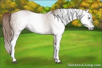 Horse Color:Gray Chestnut Splash Tobiano 
