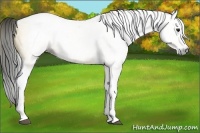 Horse Color:Gray Buckskin Splash Tobiano 