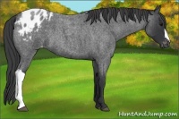 Horse Color:Blue Roan Varnish 