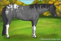 Horse Color:Blue Roan Appaloosa 