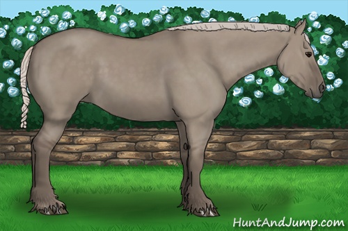 Horse Color:Silver Grullo 