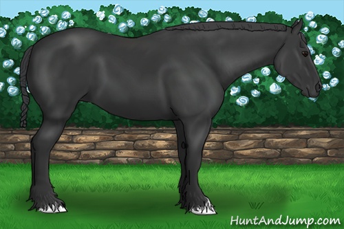 Horse Color:Black 