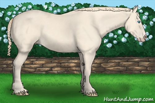 Horse Color:Perlino 