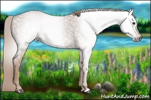 Horse Color:Gray Chestnut 