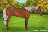 Horse Color:Silver Bay 