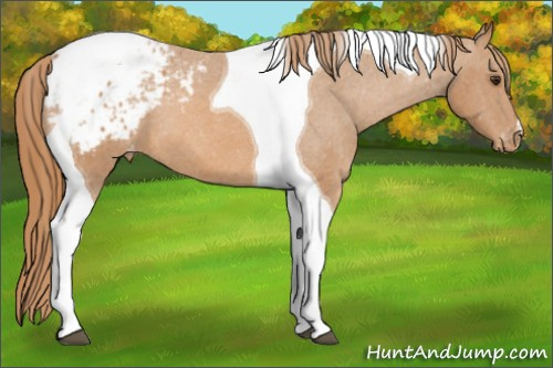 Horse Color: Chestnut Tobiano Blanket 