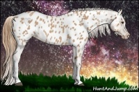 Horse Color:Red Roan Near Leopard