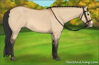 Horse Color:Bay Roan Dun Splash