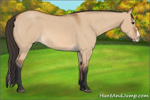 Horse Color: Bay Roan Dun Splash 