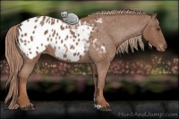 Horse Color:Red Roan Appaloosa 