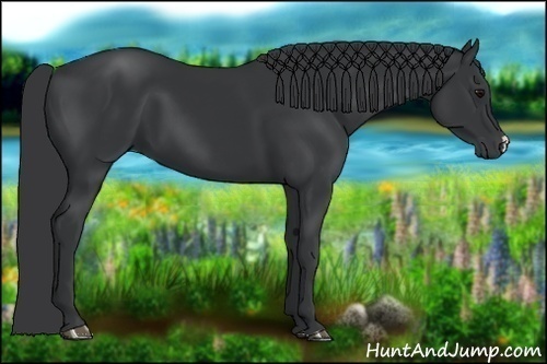 Horse Color:Black 