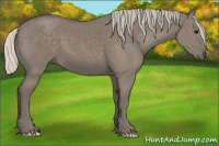 Horse Color:Silver Grullo 
