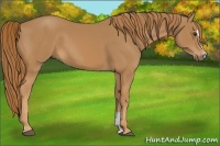 Horse Color:Chestnut Sabino 
