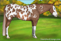 Horse Color:Chestnut Splash Appaloosa
