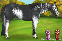 Horse Color:White Spotted Brown Sabino 