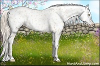 Horse Color:Gold Champagne Roan Appaloosa 