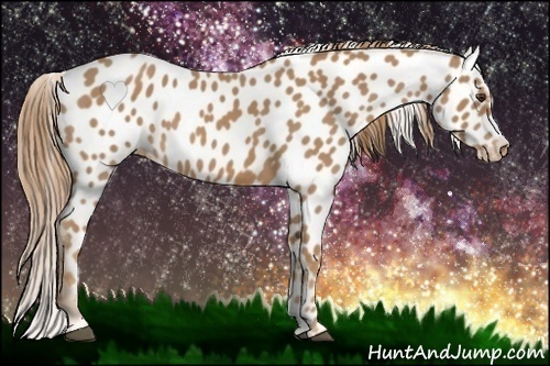 Horse Color:Red Roan Near Leopard 