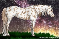 Horse Color:Red Roan Near Leopard 