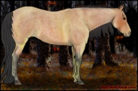 Horse Color:Bay Roan 