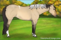 Horse Color:Buckskin Roan Dun Tobiano 