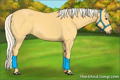 Horse Color:Palomino 