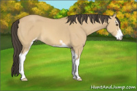 Horse Color:Buckskin Dun Sabino 
