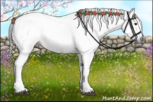 Horse Color:Gray Bay Splash Tobiano
