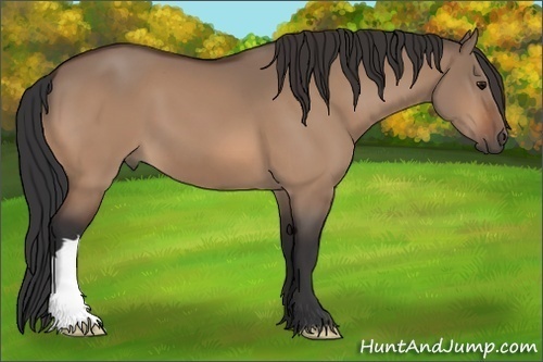 Horse Color:Bay Dun 