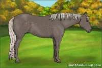 Horse Color:Silver Black