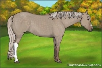Horse Color:Silver Grullo 