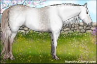 Horse Color:Gray Chestnut 