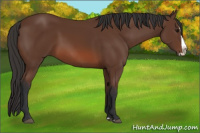 Horse Color:Bay Splash 