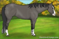 Horse Color:Grullo Splash