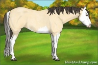 Horse Color:Buckskin Roan Dun Splash