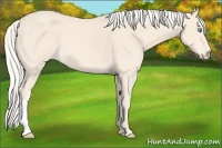 Horse Color:Cremello 