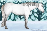 Horse Color:Gray Silver Blue Roan 