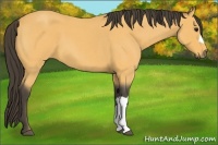 Horse Color:Buckskin Roan 