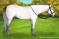 Horse Color:Gray Bay 