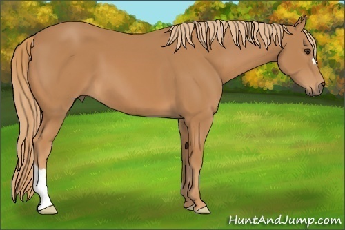 Horse Color: Chestnut 