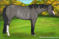 Horse Color:Grullo Rabicano