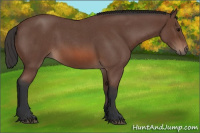 Horse Color:Bay Roan 