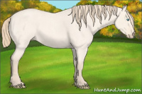 Horse Color:Perlino Roan Dun 