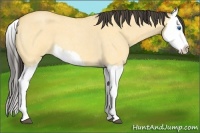 Horse Color:Buckskin Roan Dun Splash