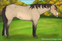 Horse Color:Buckskin Roan Dun Splash 