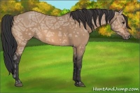 Horse Color:Bay Ice Dun