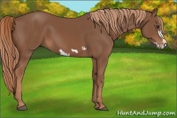 Horse Color:Chestnut Frame 